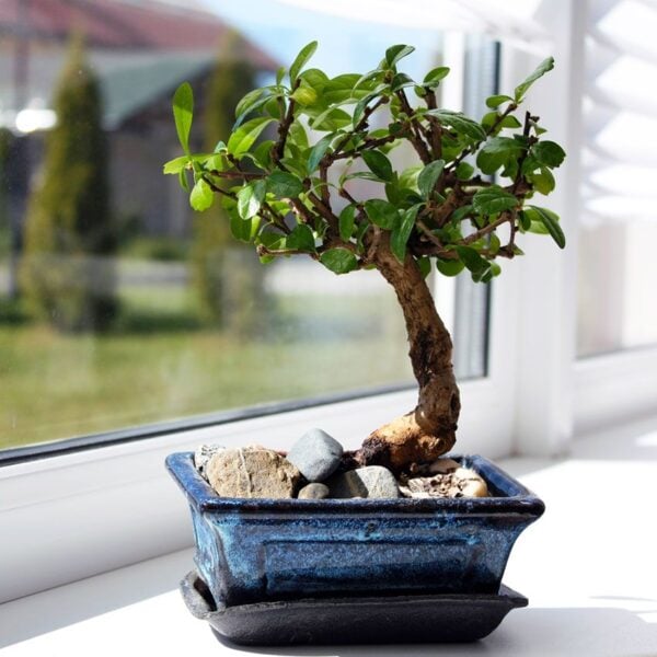 Bonsai Centro De Dia