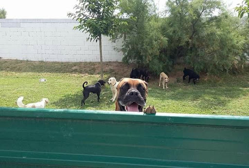 Residencia Mascotas Alaguau